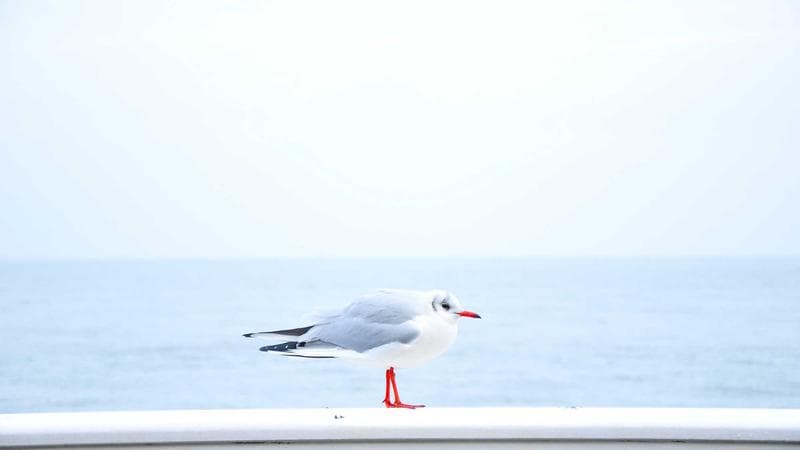 Մինի խաչբառ