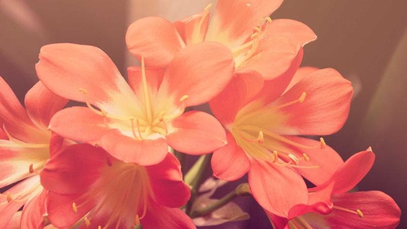 Մինի Թրիվիա