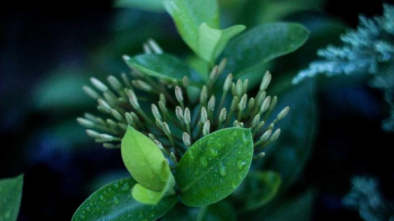 Բառերի Լաբորատորիա