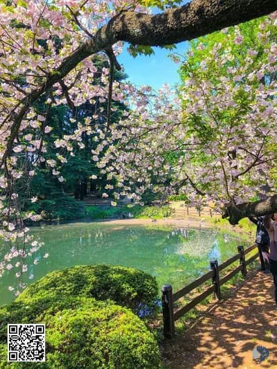 Գարնան ծաղկող տեսարաններ | Վարդագույն մայրամուտներ, ծաղկած ծառեր ու գունավոր այգիներ՝ լի գարնան խաղաղությամբ, լույսով և թարմ շնչով։