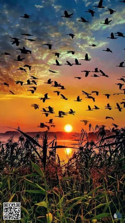 Մայրամուտի վայրի բնություն․ թռիչք, ալիքներ և շուք | Շողացող մայրամուտի տեսարան, որտեղ թռչունները սավառնում են, ձիերը սլանում ջրի միջով, իսկ բնությունը փայլում է ոսկեգույն լույսով