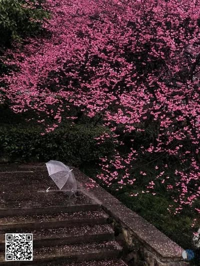 Անձրևից համբուրված Բուգենվիլեա փողոց | Վարդագույն բուգենվիլեան ծածկում է անձրևոտ փողոցը՝ վառ թերթիկներ թափելով թաց մայթեզրի, հովանոցների և աթոռների վրա՝ ստեղծելով երազային, կինեմատոգրաֆիկ տեսարան։